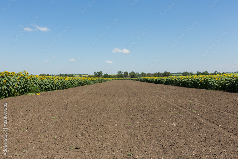 sunflower field in an agricultural landscape sunflower field in an agricultural landscape