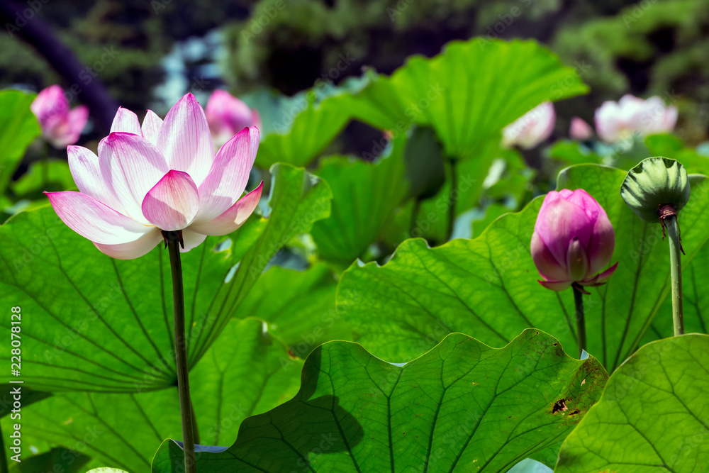 Lotus Flower.The back is the  lotus leaf and lotus flower and trees.Shooting location is Yokohama, Kanagawa Prefecture Japan.