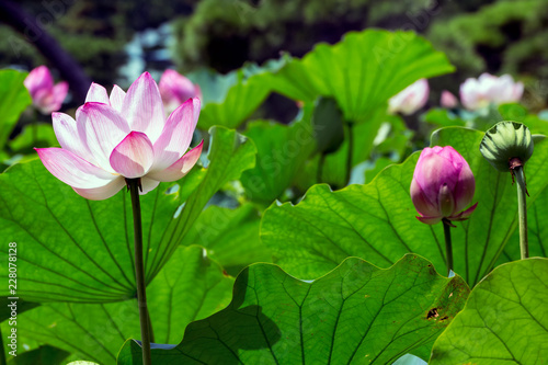 Lotus Flower.The back is the lotus leaf and lotus flower and trees.Shooting location is Yokohama, Kanagawa Prefecture Japan.