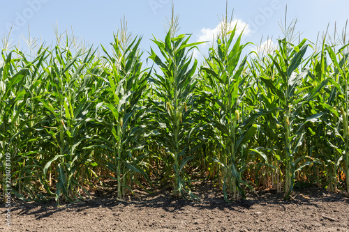 A green field of corn growing up