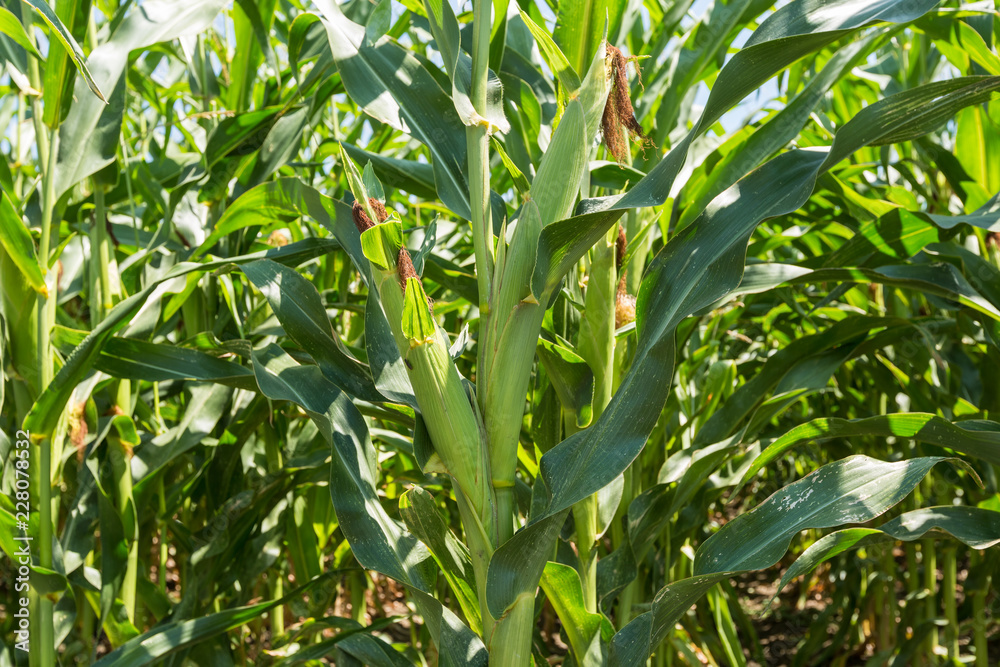 Corn farm. A selective focus picture of corn cob in organic corn field Corn farm. A selective focus picture of corn cob in organic corn field