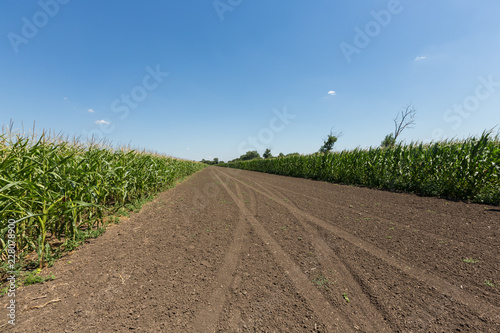 sunflower field in an agricultural landscape