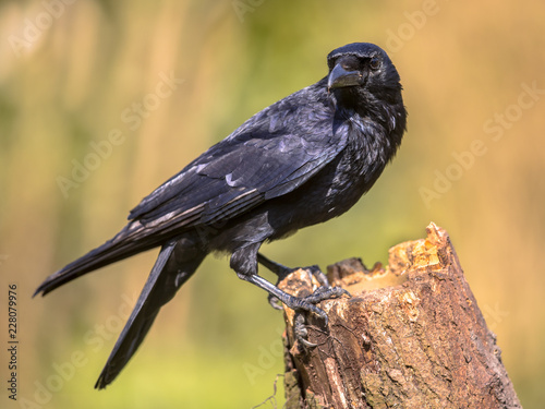 Black Carrion Crow