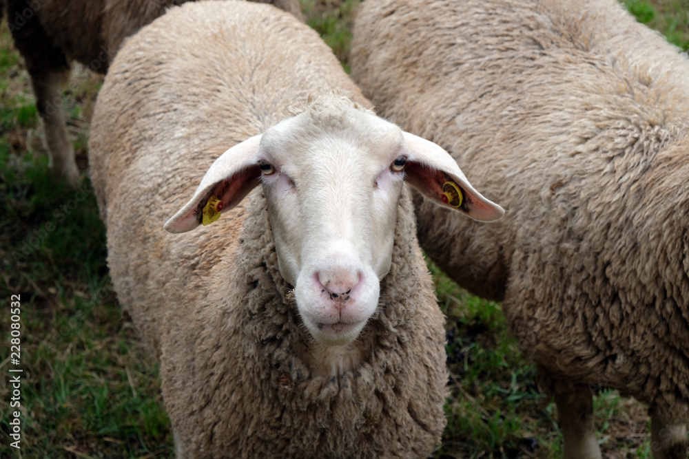 Fototapeta premium Tierhaltung in Bayern