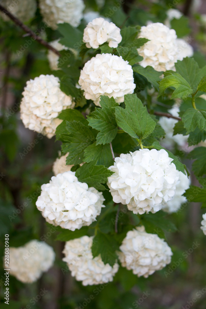 Hydrangea. White flower of Hydrangea in spring. Hydrangea. White flower of Hydrangea in spring.