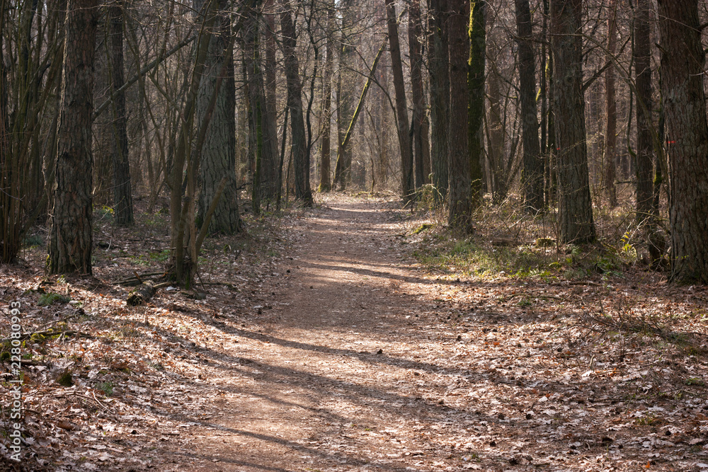 Spring landscape with forest even without leaves and forest road early in the morning. Spring landscape with forest even without leaves and forest road early in the morning.