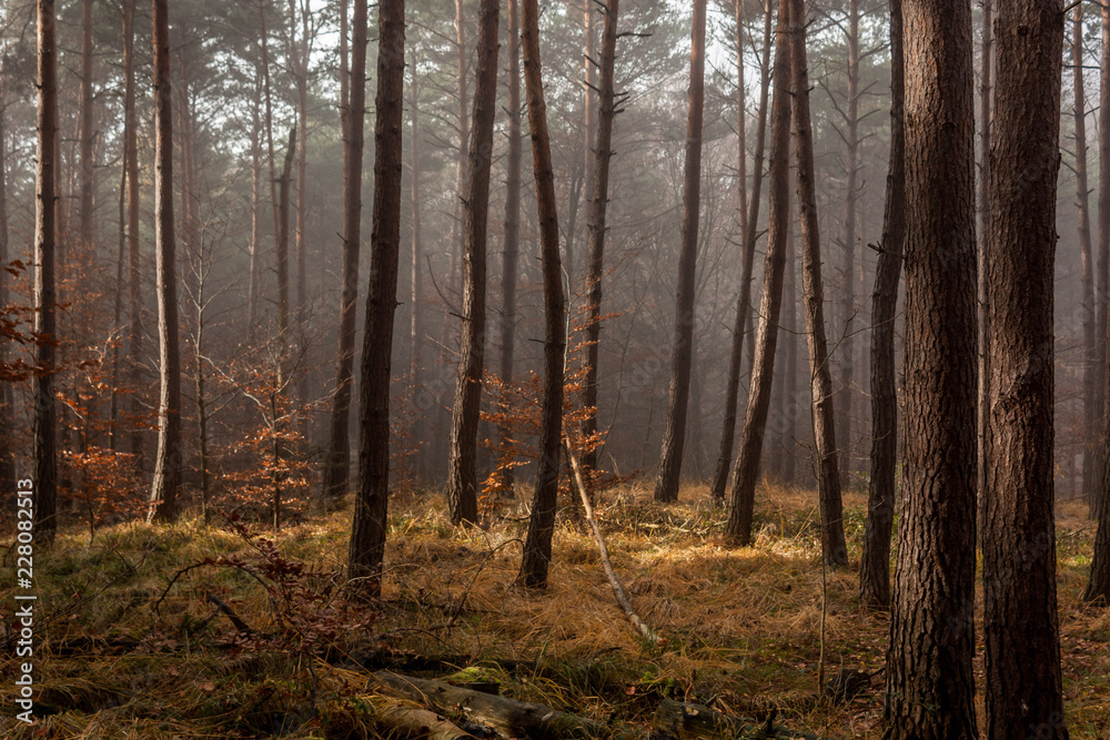 Nebelwald am Morgen