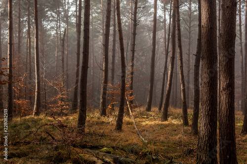 Nebelwald am Morgen
