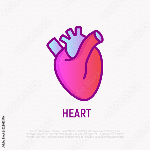 Human anatomical heart thin line icon. Modern vector illustration of human organ.