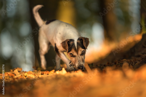 Fototapeta Naklejka Na Ścianę i Meble -  Purebred Jack Russell Terrier Hound.  Small cute dog is fallowing a track in autumn