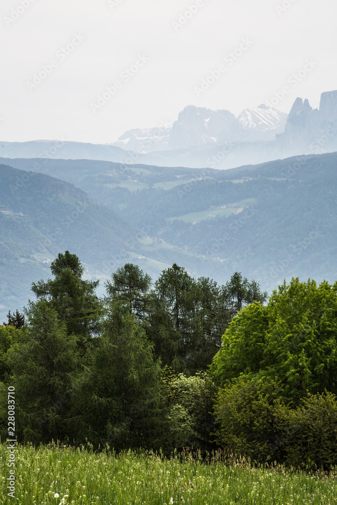 portrait of trees in front of mountainscape