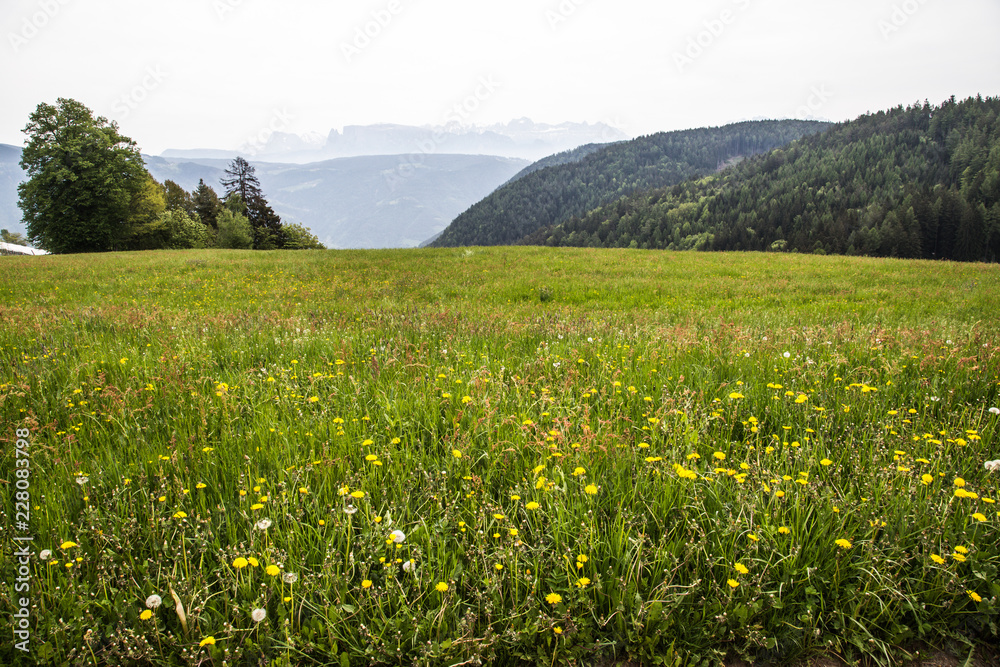 dandelion meadow with view of woods and mountains