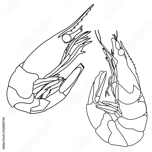 shrimp sketch, outline