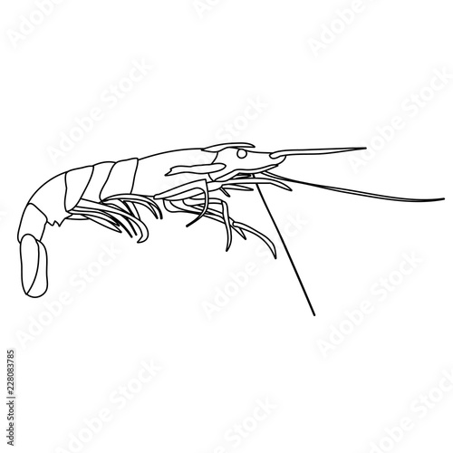 shrimp sketch, outline