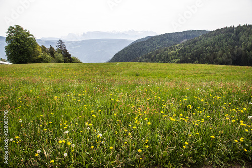 Obraz na płótnie dandelion meadow with view of woods and mountains w salonie