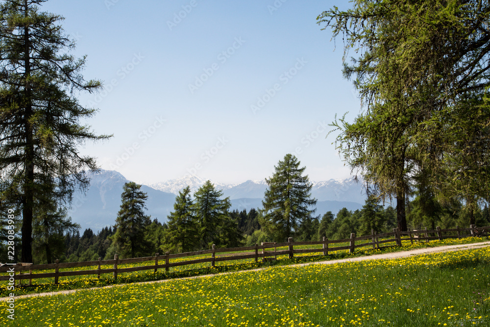 landscape with dandelion meadow with wooden fence and trees
