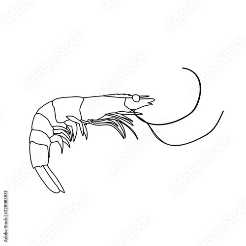 white background, sketch of shrimp, food