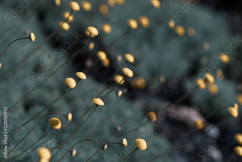 background of small little yellow flower buds © Bettapoggi
