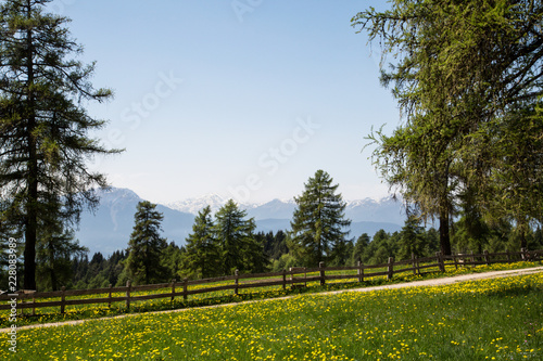 Obraz na płótnie landscape with dandelion meadow with wooden fence and trees w salonie