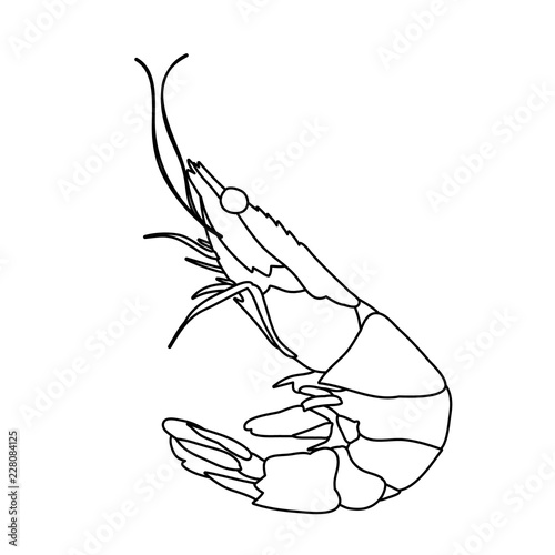 sketch of shrimp, food