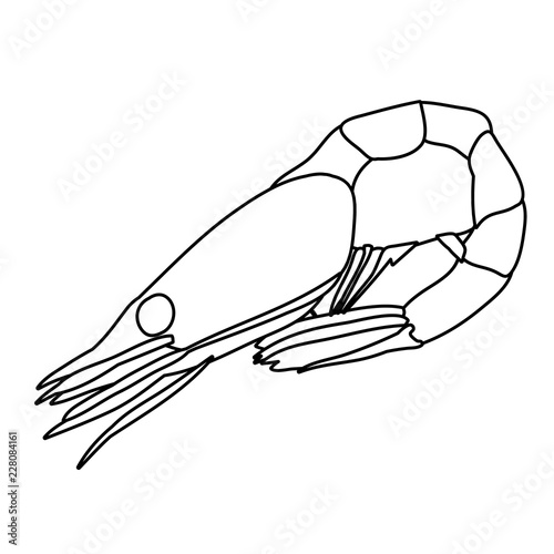 sketch of shrimp, food
