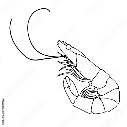 sketch of shrimp, food