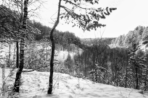 Winter landscape on a hilly plain in black and white version.