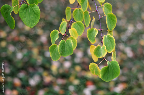 leaves of a male katsura tree photo