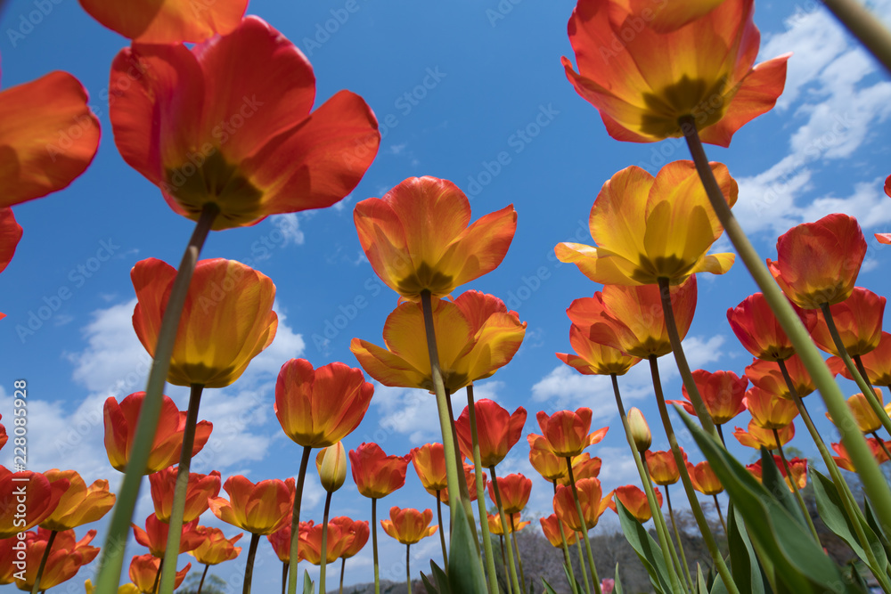 Obraz premium チューリップ