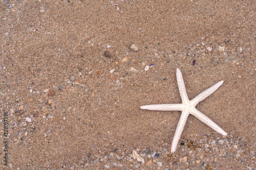 Starfish on sandy beach in summer with sea