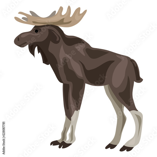 Canadian deer icon. Cartoon of canadian deer vector icon for web design isolated on white background