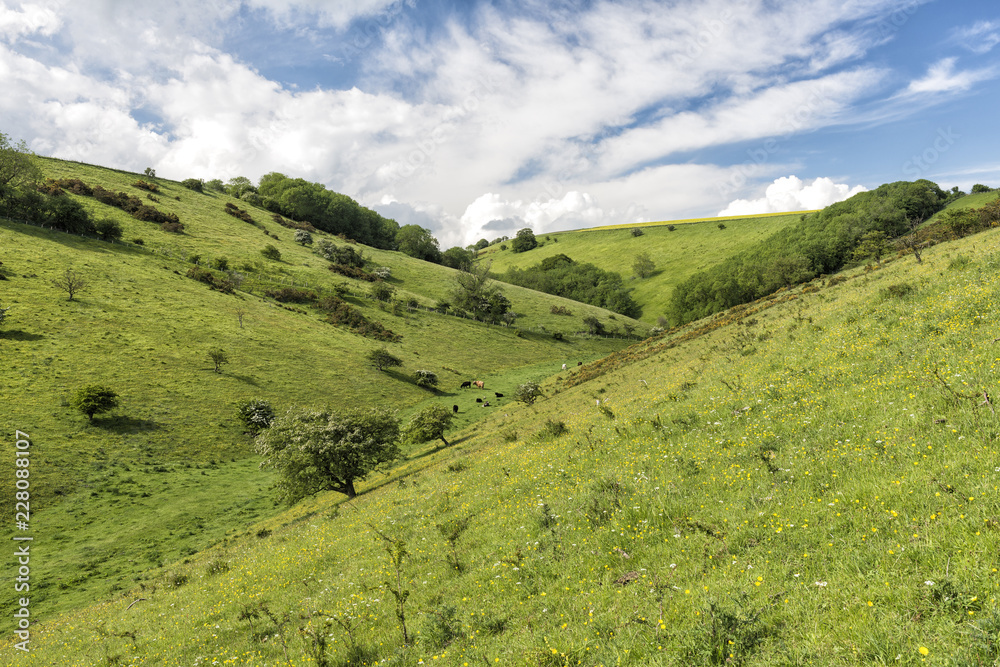 Cattle grazing in the valley at Scoredale on the Yorkshire Wolds Cattle grazing in the valley at Scoredale on the Yorkshire Wolds