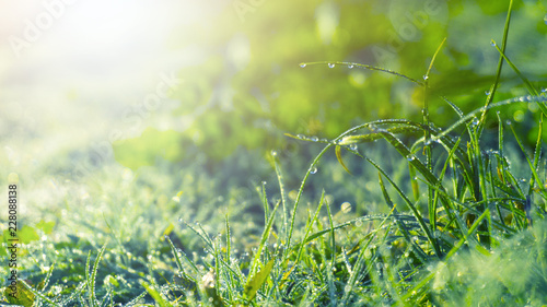 Morning dew on the grass, sunlight, rays, water drops, shine. Vegetative natural background, autumn grass. Morning in the sun, close-up. Background bokeh.