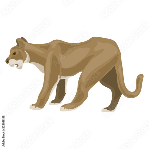 Lioness icon. Cartoon of lioness vector icon for web design isolated on white background