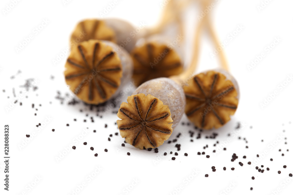 Dried poppy seed pods of breadseed poppy Dried poppy seed pods of breadseed poppy