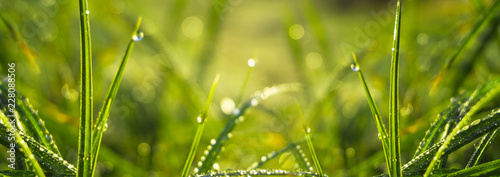 Morning dew on the grass, sunlight, rays, water drops, shine. Vegetative natural background, autumn grass. Morning in the sun, close-up. Background bokeh.