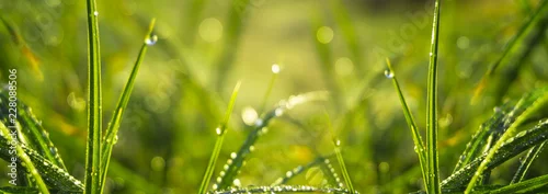 Obraz  z motywem Morning dew on the grass, sunlight, rays, water drops, shine. Vegetative natural background, autumn grass. Morning in the sun, close-up. Background bokeh.