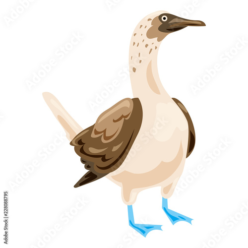 Blue footed booby icon. Cartoon of blue footed booby vector icon for web design isolated on white background photo