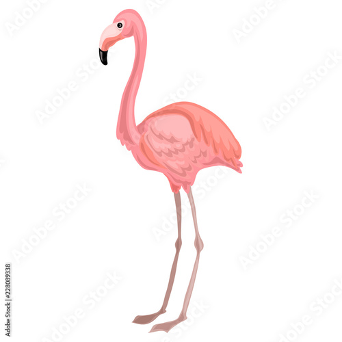 Flamingo icon. Cartoon of flamingo vector icon for web design isolated on white background