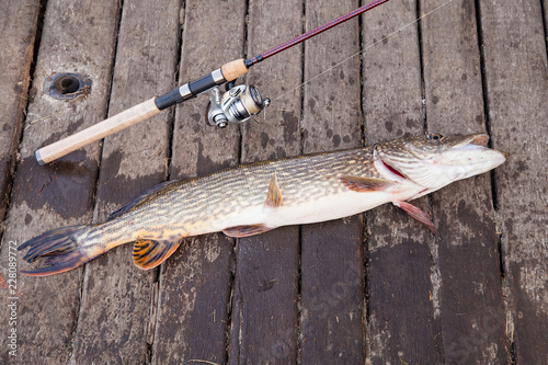 Trophy fishing. Big freshwater pike and fishing equipment lies on wooden background..