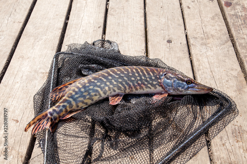 Trophy fishing. Big freshwater pike lies on black fishing net.