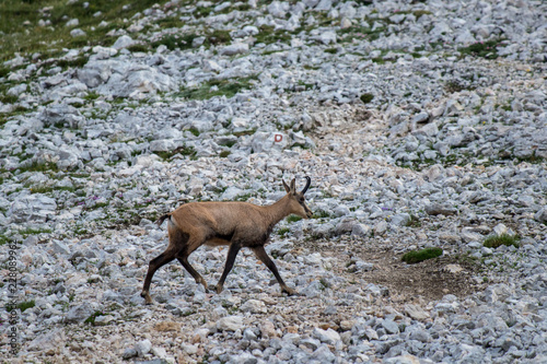 lonely Chamois in the mountains