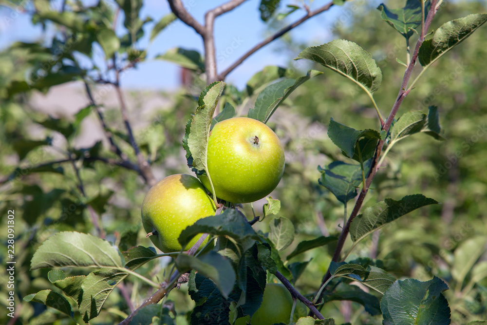 Shiny delicious apples hanging from tree branch in an apple orchard.. Shiny delicious apples hanging from tree branch in an apple orchard..