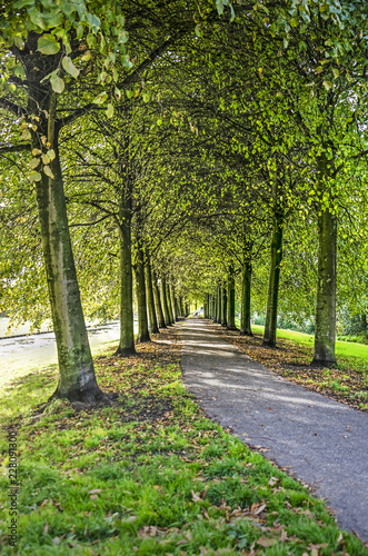 Fototapeta Naklejka Na Ścianę i Meble -  Asphalt path in between lines of linden trees in autumn