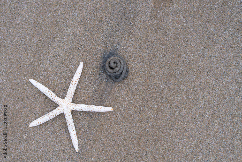 Starfish on sandy beach in summer with sea Starfish on sandy beach in summer with sea