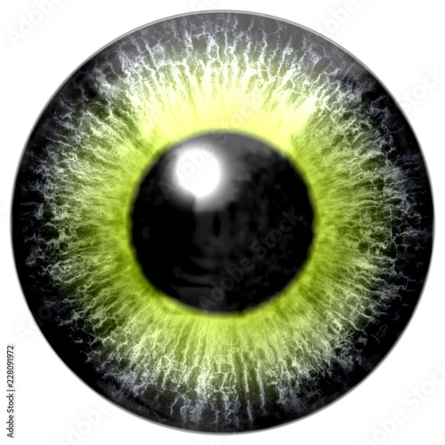 Fototapeta Naklejka Na Ścianę i Meble -  Aligator animal eyeball isolated on white background, animal eye 3d with green yellow brown color, black pupil, white background, 3d eye texture