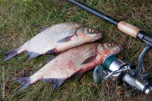 Two big freshwater common bream fish and fishing rod with reel on natural background..