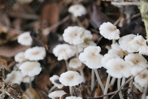 Small Termitomyces fuliginosus Heim on vegetable garden ground. photo