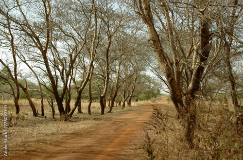 Piste de terre rouge au milieu des arbres, Burkina Faso, Afrique 