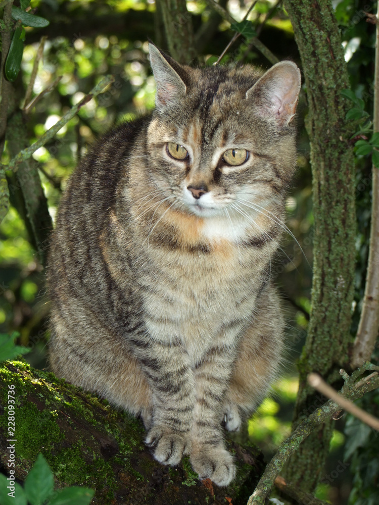 KATZE IM BAUM . CAT IN THE TREE KATZE IM BAUM . CAT IN THE TREE